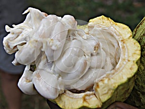 Cocoa berry, Island of Madagascar