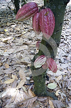 Cocoa berry, Island of Madagascar