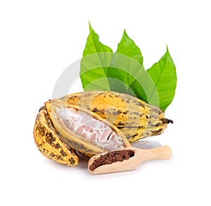 Cocoa and cocoa powder isolated on white background