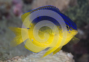 Cocoa Damselfish