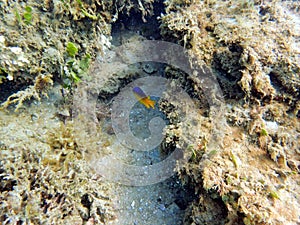Cocoa Damselfish swimming along the rock and coral reef
