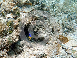 Cocoa Damselfish swimming in the ocean
