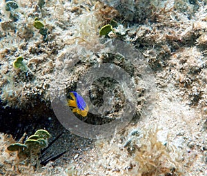 Cocoa Damselfish swimming in the ocean