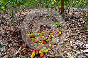Cocoa farm, harvest time, Fresh cocoa, cocoa fruits