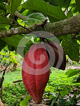 Cocoa Fruit