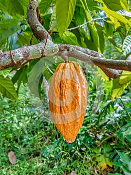 Cocoa Fruit