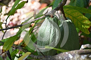 Cocoa fruit in a cocoa plantation in Higuey (Punta Cana, dominican Republic)