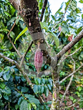 Cocoa fruit growing in Costa Rica