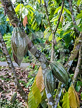 Cocoa fruit growing in Costa Rica