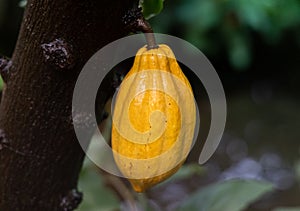 Cocoa-fruit in rain close-up