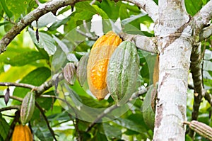 Cacao en un árbol 