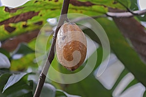 Cocoa fruit on a tree