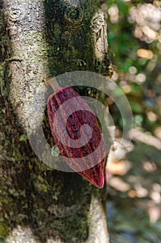 Cocoa fruit in the tree in Madagascar