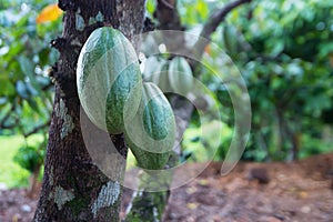 Cocoa fruit on a tree photo
