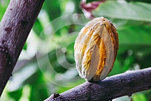 Cocoa fruit in the tree