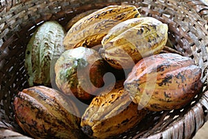 Cocoa fruits in a basket
