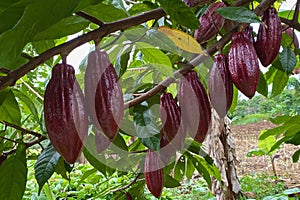 Cocoa fruits growing in the farm in Costa Rica