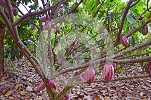 Cocoa fruits hanging from tree.