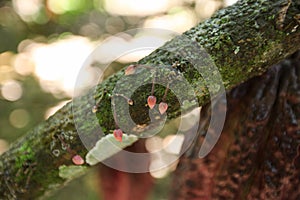 Cocoa fruits on tree