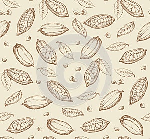 Cocoa Fruits. Vector drawing