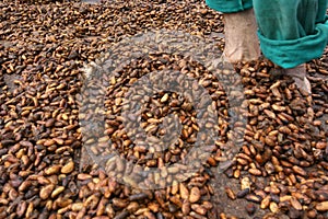 Cocoa Harvest in Bahia
