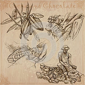 Cocoa harvesting and processing. Agriculture. An hand drawn vector illustrations on an vintage background photo
