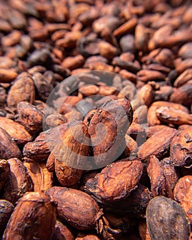 Cocoa nuts drying to the sound in a drying yard photo
