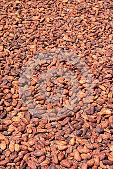 Cocoa nuts drying to the sound in a drying yard photo