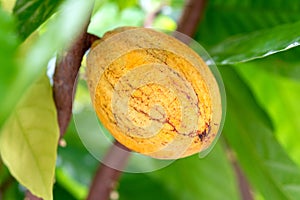 Cocoa plant fruit