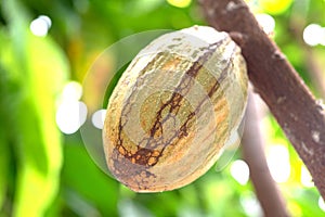 Cocoa plant fruit