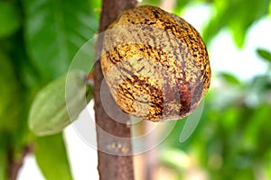 Cocoa plant fruit