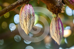 Cocoa pod