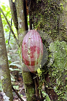 Cocoa pod