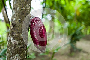A cocoa pod in Bali