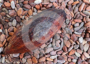 Cocoa pod on a bed of cocoa beans.