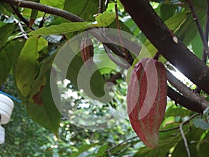 Cocoa pod growing on the tree