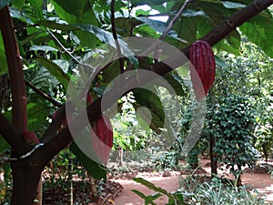 Cocoa pod growing on the tree