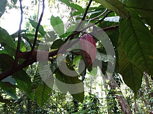 Cocoa pod growing on the tree