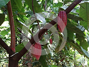 Cocoa pod growing on the tree