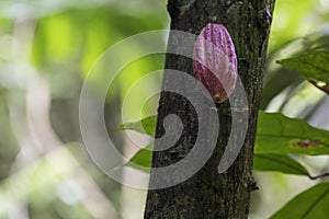 Cocoa pod on tree