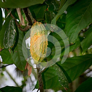 Cocoa pod on the tree