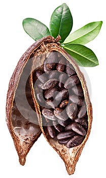 Cocoa pod