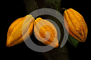 Cocoa Pods photo