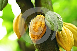 Cacao vainas 