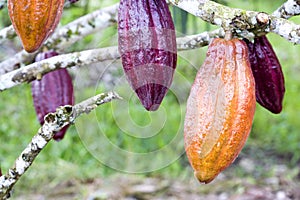 Cocoa Pods