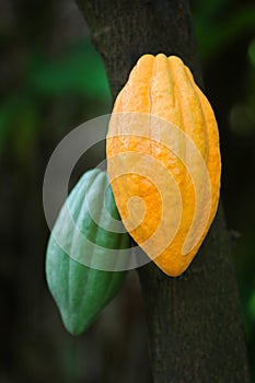 Cacao vainas 