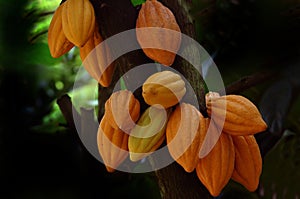 Cocoa pods photo