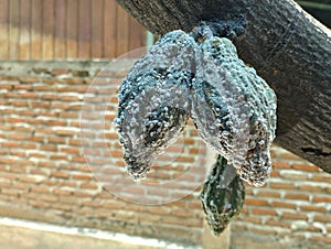 Cocoa pods are affected by mealybug pests