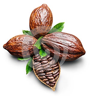 Cocoa pods and cocoa beans -chocolate basis on a white background. Clipping path