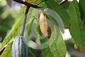 Cocoa Pods with leaves photo